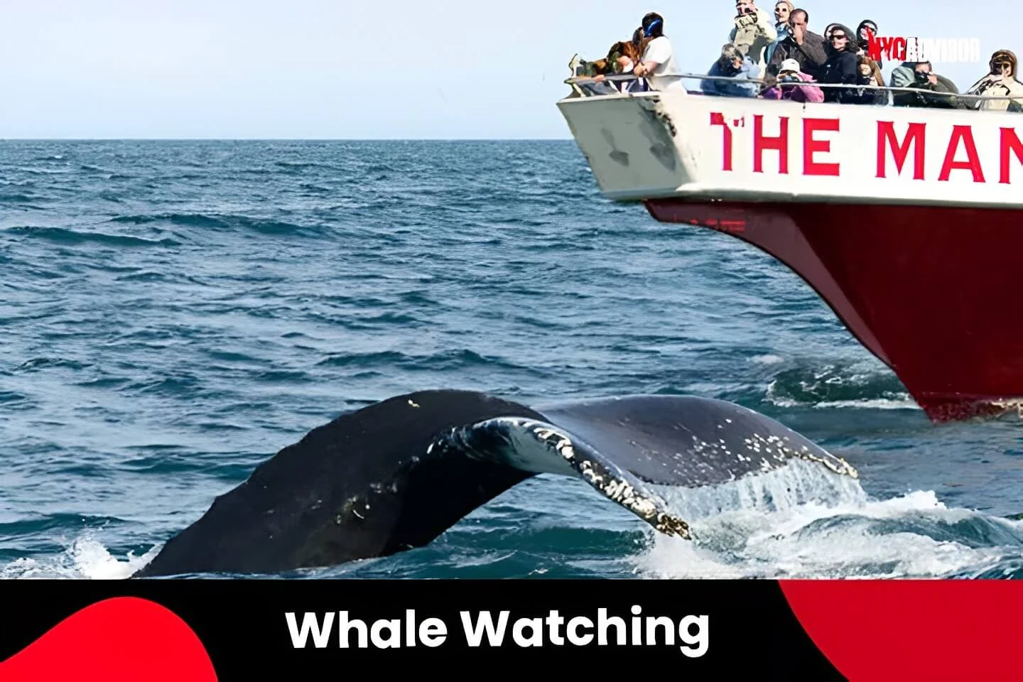 Whale Watching in New York City in Summer