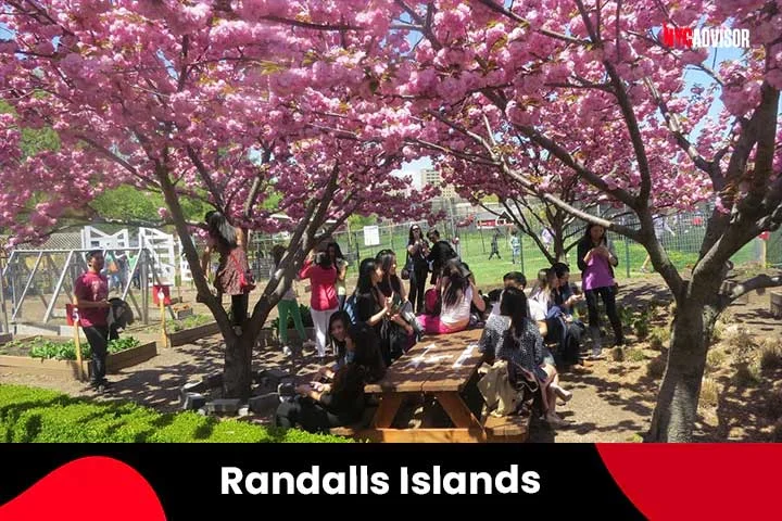 Randall's Island Cherry Blossom Festival in April, NYC