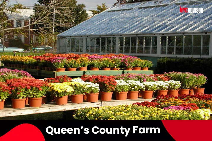 Queen�s County Farm
