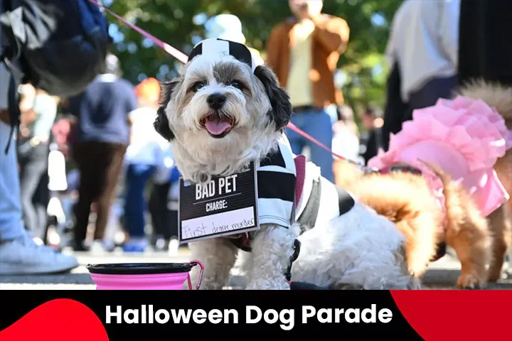 Tompkins Square Halloween Dog Parade in New York