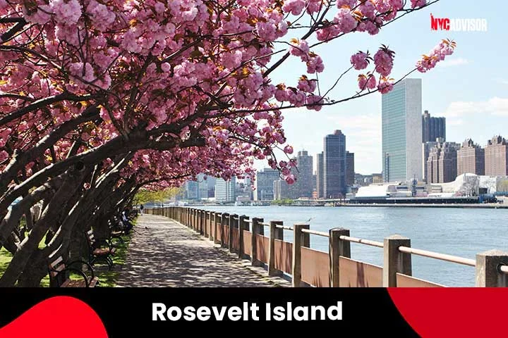 Roosevelt Island Cherry Blossoms in April, NYC