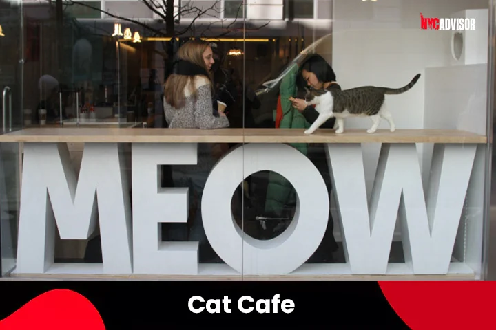 Cat Cafes in New York City