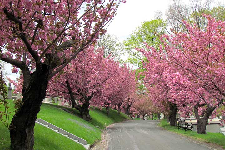 Experience the Cherry Blossoms at Green-Wood Cemetery