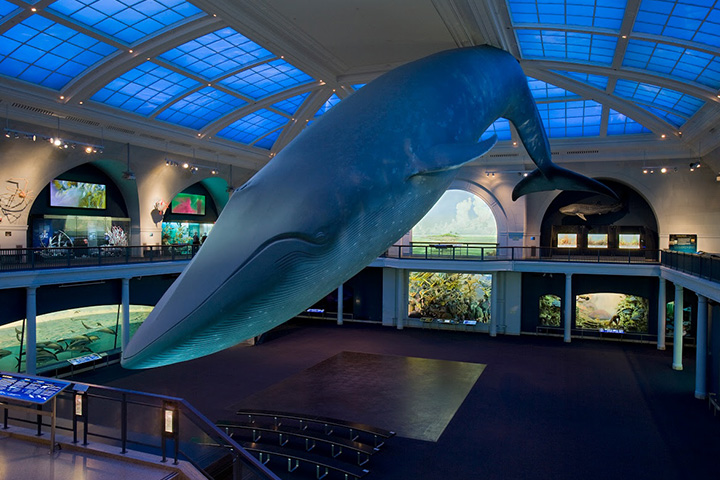 Explore the American Museum of Natural History