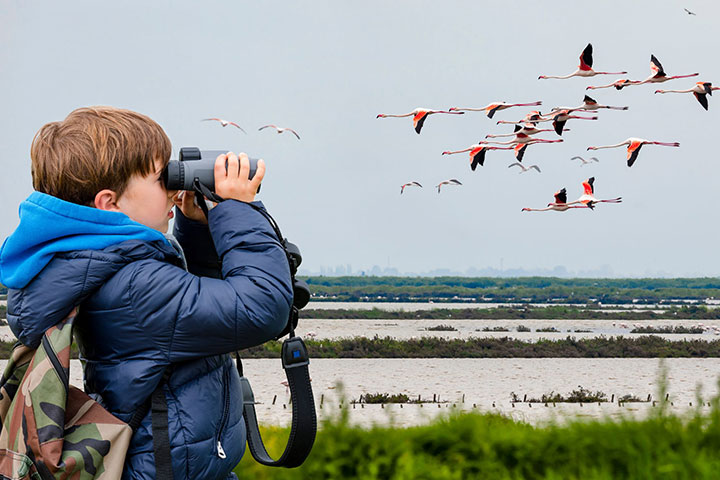 Birdwatching: