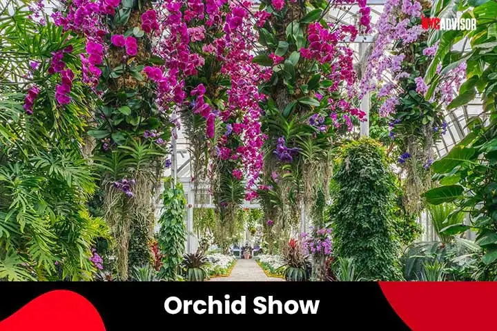 Orchid Show