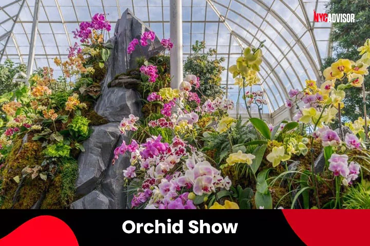 The Orchid Show in April, NYC