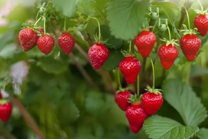 Strawberry Fields