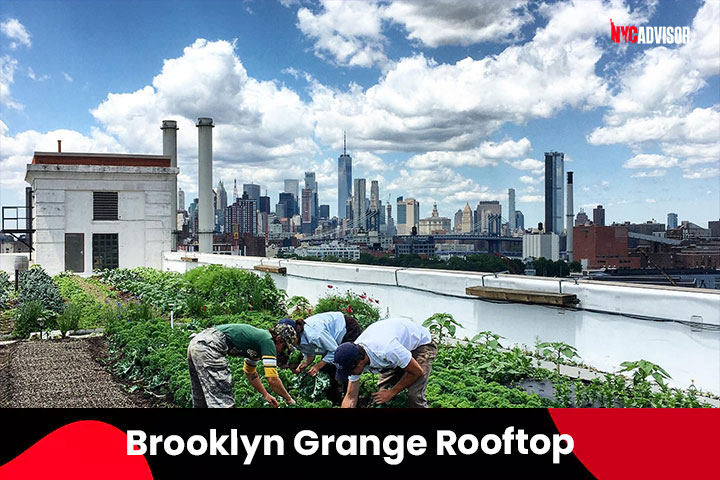 Brooklyn Grange Rooftop Farm