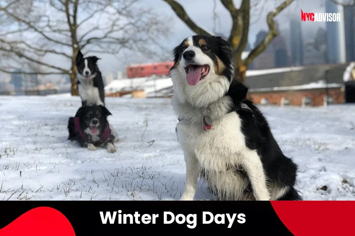 Winter Dog Days