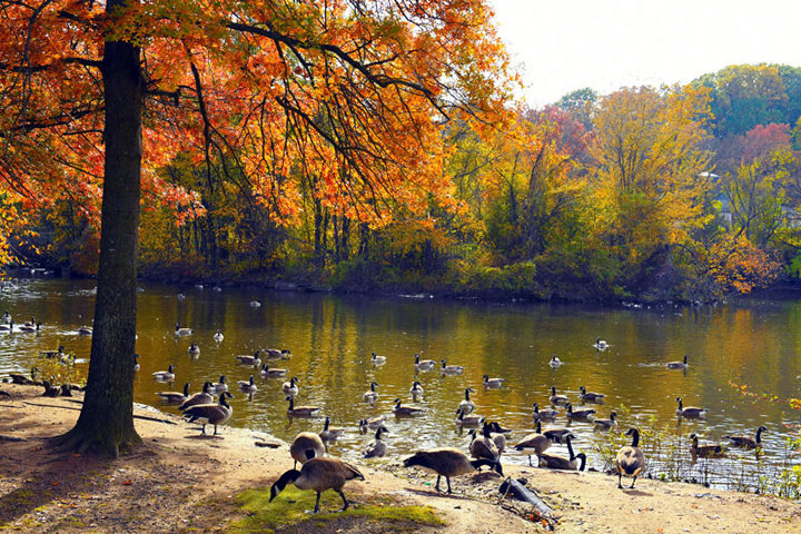 Clove Lakes Park