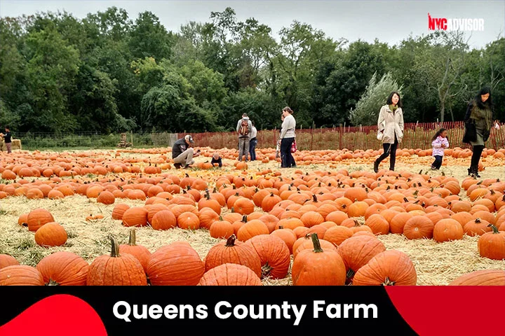 Queens County Farm Museum in NYC in October