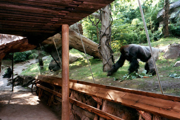 Congo Gorilla Forest
