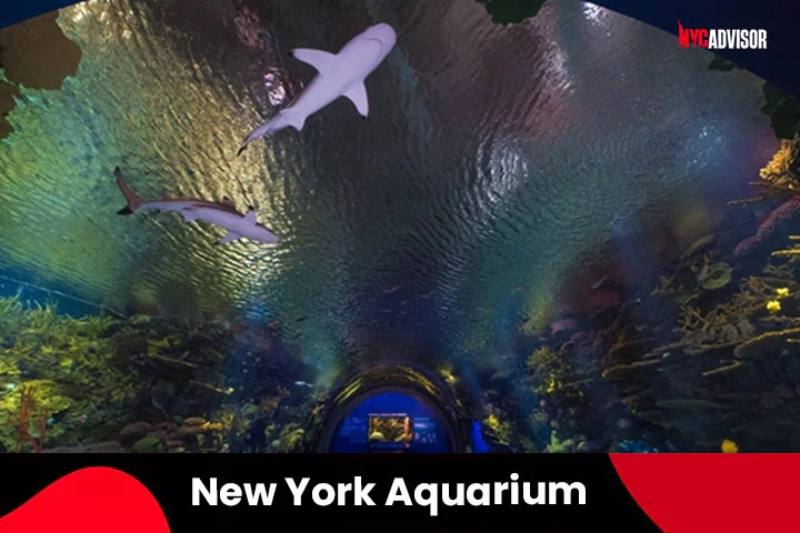 Awe-Inspiring Ocean Life in New York Aquarium, NYC