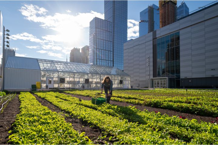 Visit the Rooftop Farm Brooklyn Grange