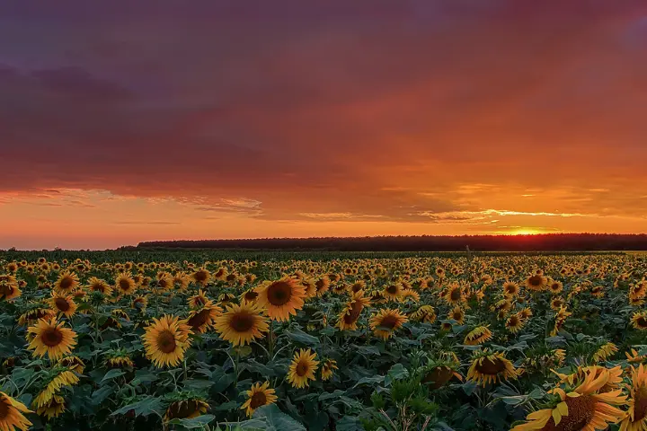 The Sunflower Farms Outside NYC in Summer