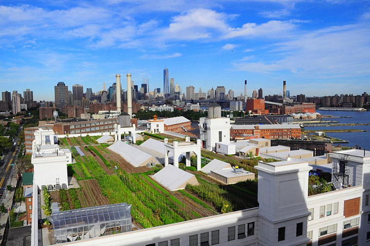 Brooklyn Grange Farm