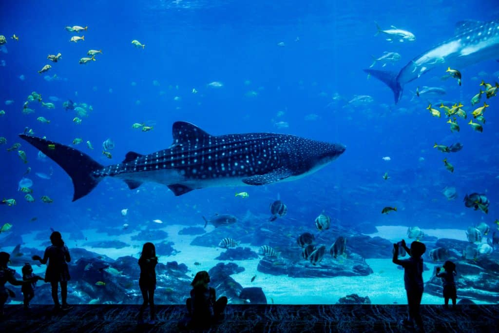 Explore the New York City Aquarium with Kids in NYC