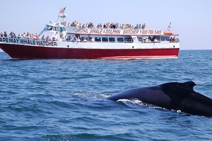 Enjoy Whales and Dolphins Watch with Kids in NYC