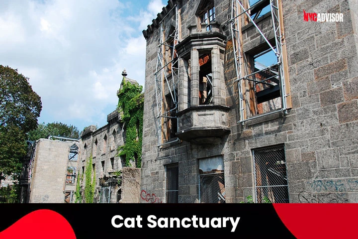 Cat Sanctuary in Roosevelt Island, NYC;