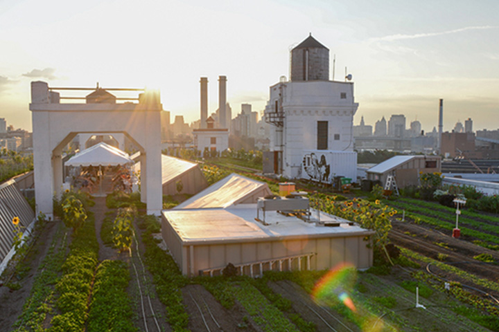 Brooklyn Grange Rooftop Farm