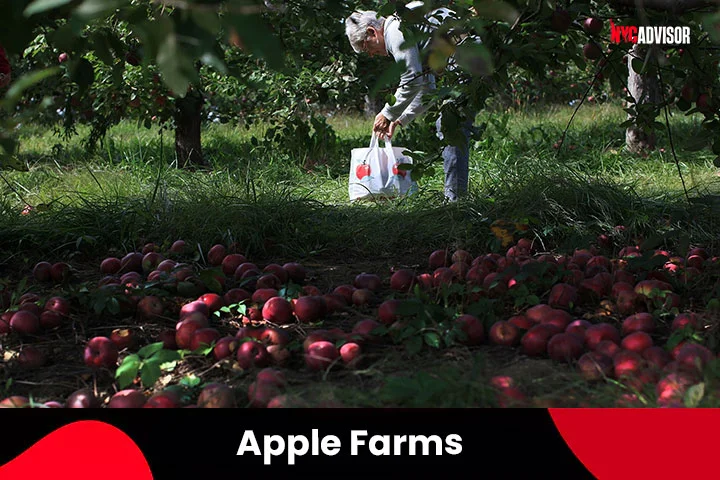 Apple Farms near New York City in October