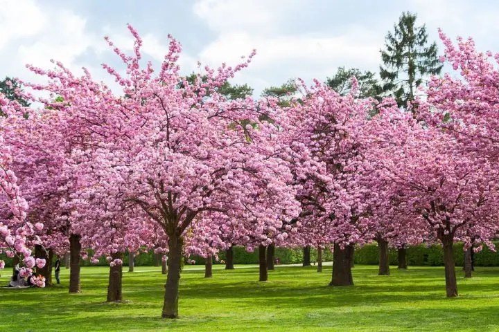 cherry blossoms