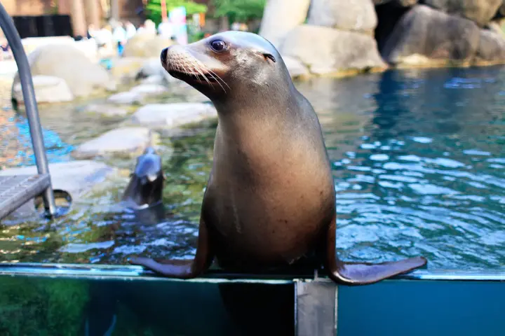 NYC Zoos and Wildlife Centers in Summer