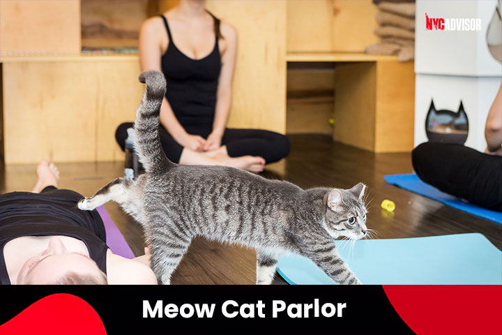 Meow Cat Parlor
