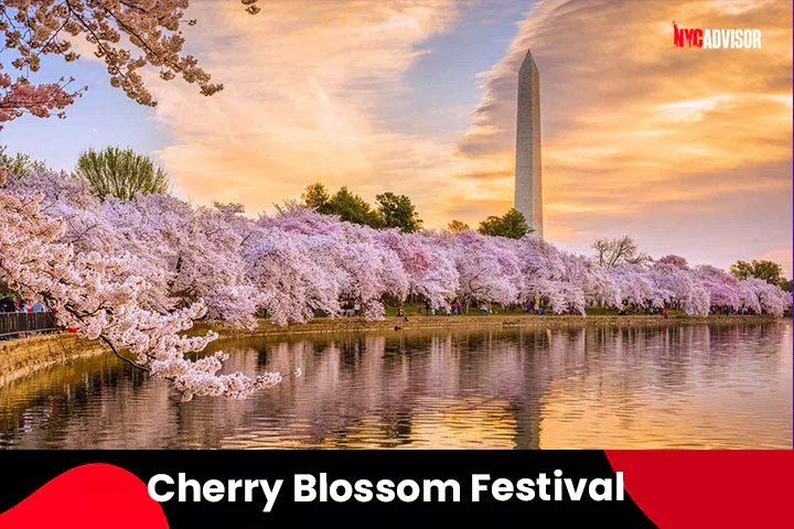 Cherry Blossom Festival in April, NYC