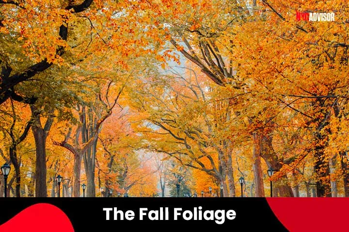 The Fall Foliage in New York City in October