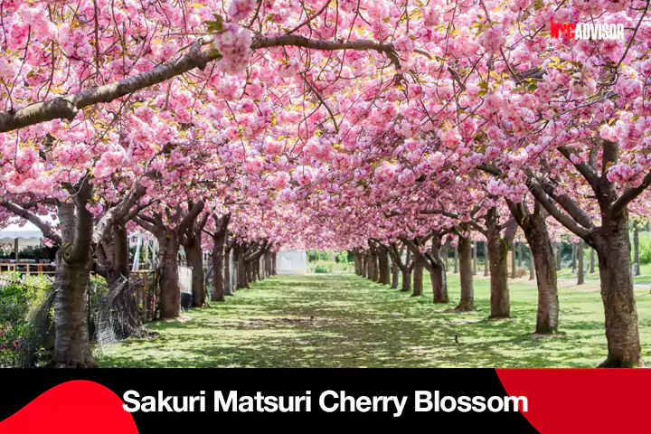 Sakuri Matsuri Cherry Blossom Festival in NYC