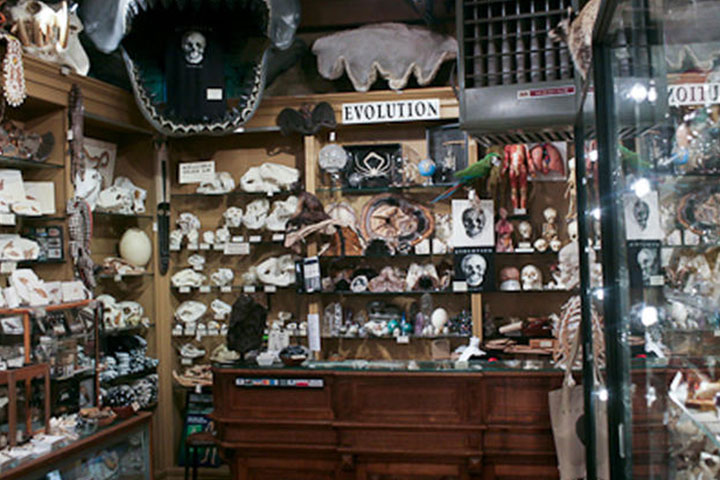 The Evolution Store